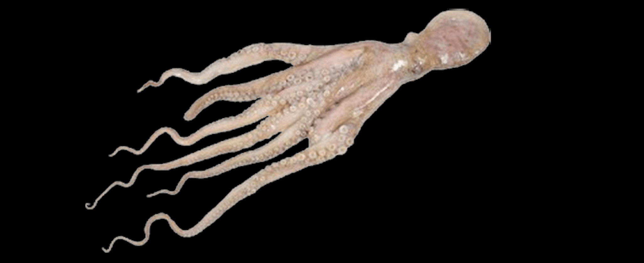Pulpo